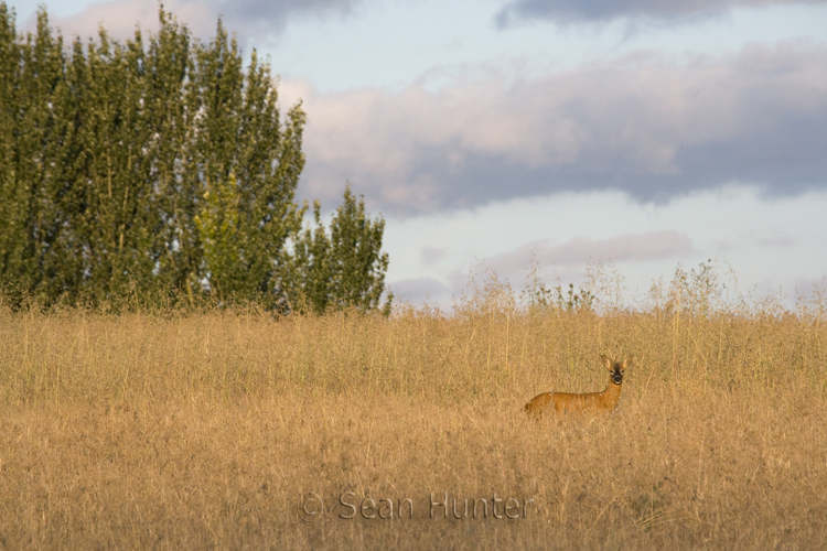 Roe deer buck in a fallow field during the rut