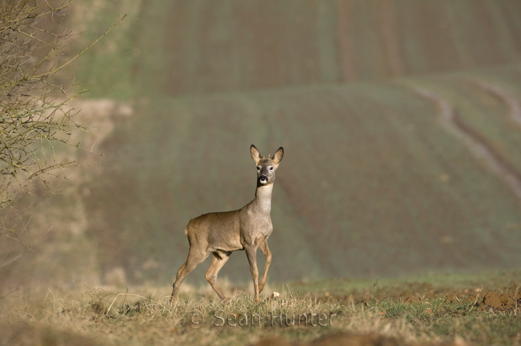 Young roe deer buck at the edge of a field of winter wheat