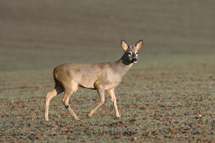 Young roe deer buck crossing a field of winter wheat