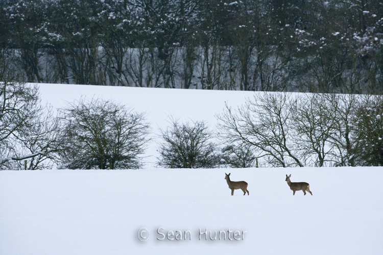 Roe deer crossing a field covered in snow