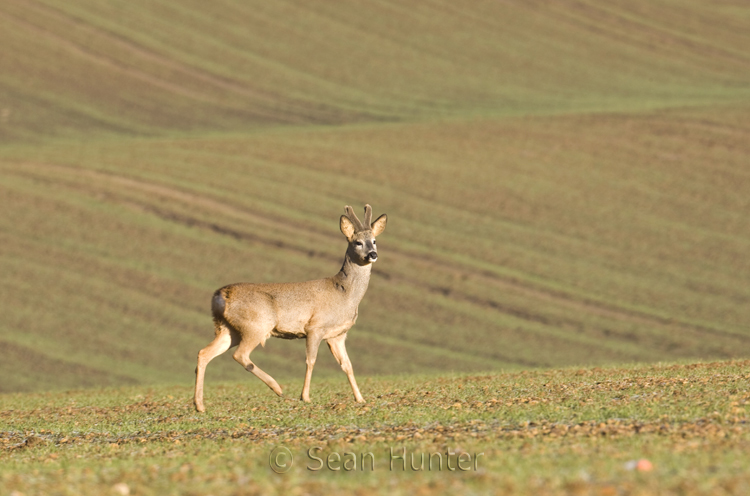 Roe deer buck with antlers in velevet in a field of winter wheat