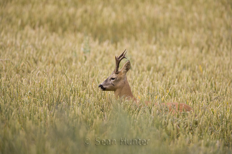Roe Deer Buck in a field of wheat