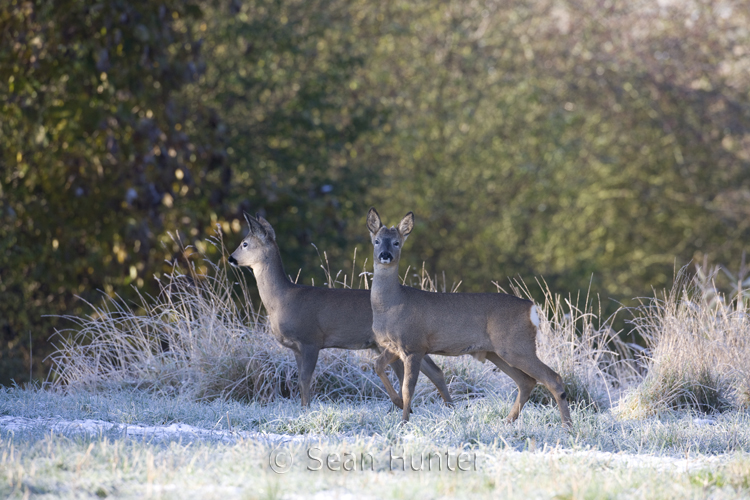 Roe deer young at the edge of a frosty field