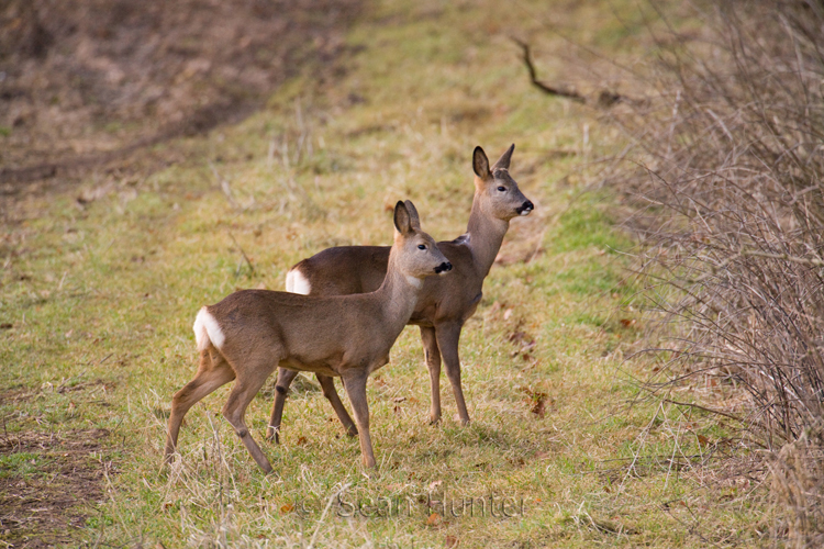 Young roe deer doe and buck about to enter woodland