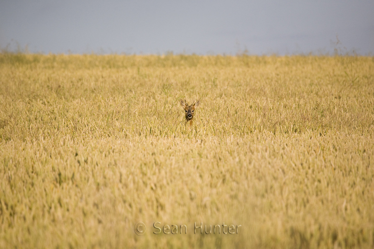 Young roe deer buck in a field of wheat