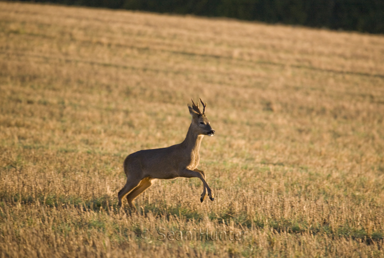Roe deer buck running in a stubble field