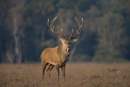 Red deer stag during  rut