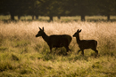 Silhouette of red deer hind and young