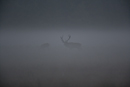 Red deer stag and hind in morning mist during rut