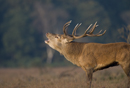 Red deer stag roars during rut