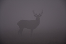 Silhouette of young red deer stag in the morning mist