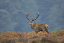 Red deer stag during rut