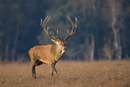 Red deer stag during rut
