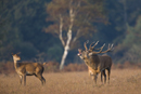 Red deer stag roars with hind looking on during rut