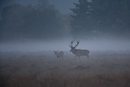 Silhouette of red deer stag pursuing hind in morning mist during rut