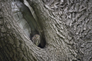 Little owl in a tree