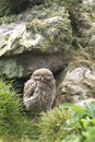 Juvenile little owl