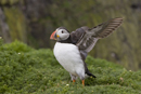 Atlantic puffin stretching wings