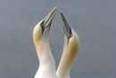 Gannets in courtship display on the Bass Rock