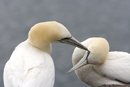 Gannets in courtship on the Bass Rock
