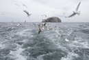 Gannets and herring gulls in flight near the Bass Rock