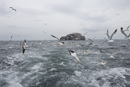 Gannets and herring gulls in flight near the Bass Rock