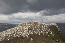 Gannet colony on the Bass Rock