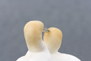 Courting gannets on the Bass Rock