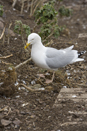Herring gull at nest