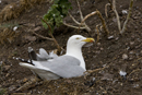 Herring gull sitting on nest