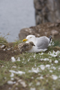 Herring gull and chick