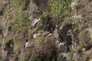 Razorbills at nest with chick
