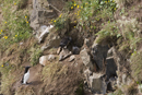 Razorbills at nest with chick