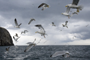 Herring gulls in flight