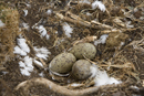 Herring gull nest with eggs