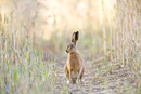 European brown hare in a field of wheat