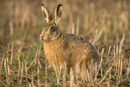 European brown hare in a stubble field