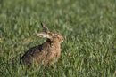 European brown hare in a field of winter wheat