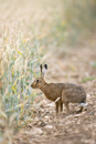 European brown hare at the edge of a field of wheat
