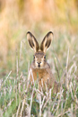 Juvenile European brown hare