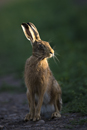 European brown hare on a farm track