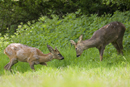 Young roe deer bucks playfighting