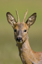 Portrait of a young roe deer buck 