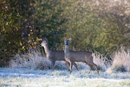 Roe deer young in a field on a frosty morning