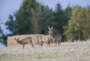 Roe deer doe and young