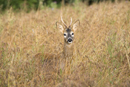 Young roe deer buck in a fallow field during the rut