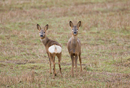 Young roe deer doe and buck