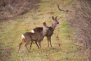 Young roe deer doe and buck