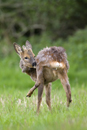 Young roe deer buck grooming at the edge of a fallow field