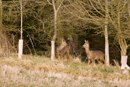 Young roe deer emerge from a tree plantation